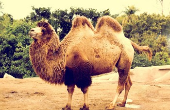 骆驼-1.jpg
